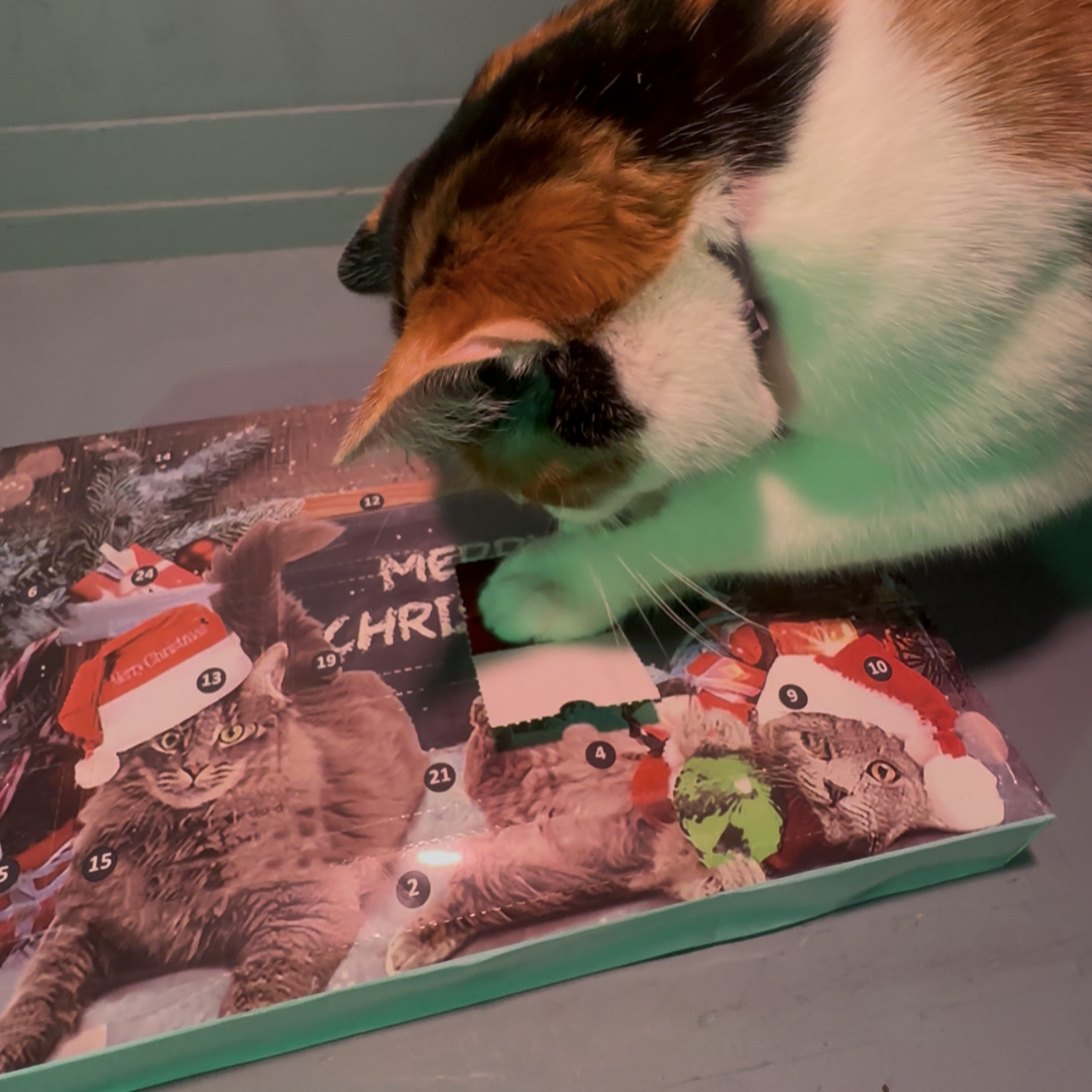 SantaPaws Calendar
